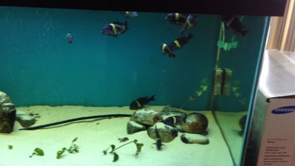 DUBOİSİ MASWA MURAT ATEŞ