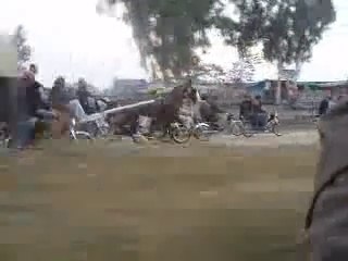 CHEENA GORA(SHADA)WINEER 16_12_2012.ZAHID RAFIQ TANGA MAKER -