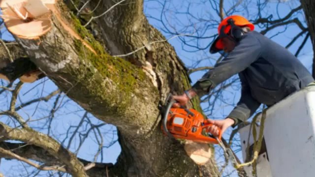 MJ's Tree Removal Service (256) 213-1104