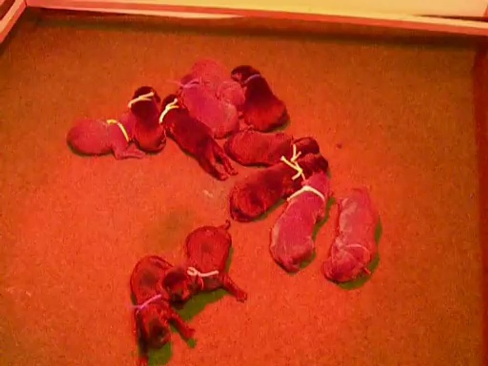 chiots fidji nés le 15 mars 2014 vid1