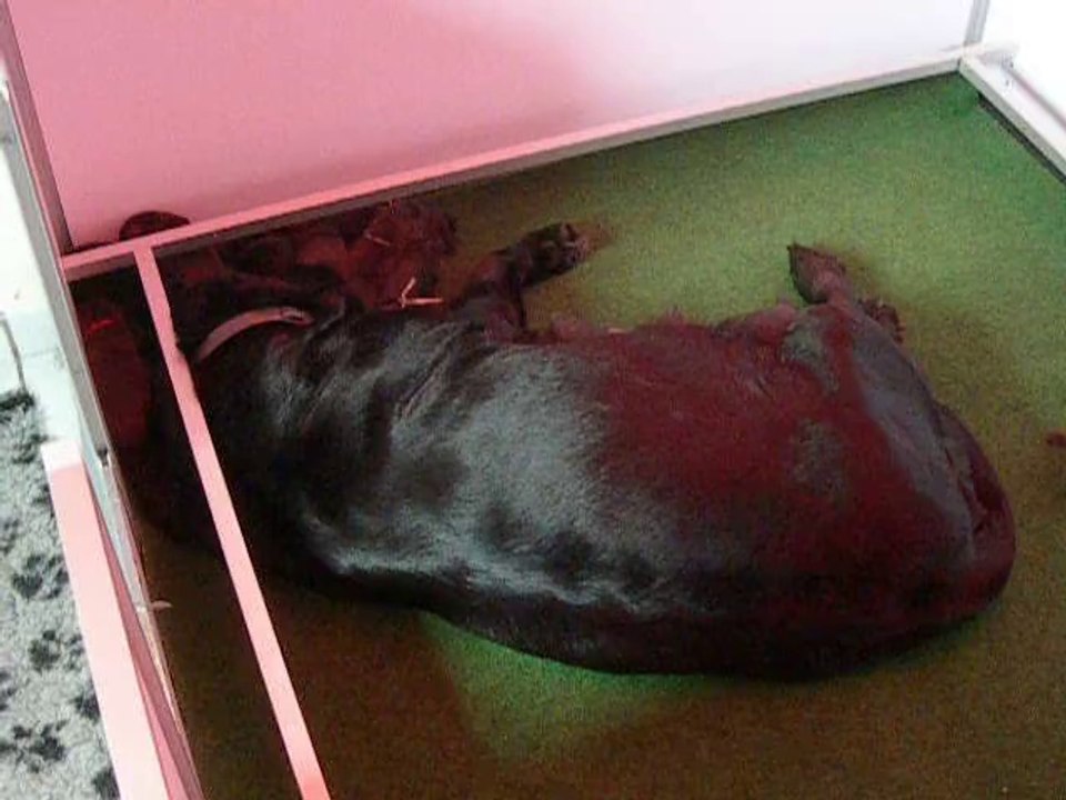 chiots fidji nés le 15 mars 2014 vid3