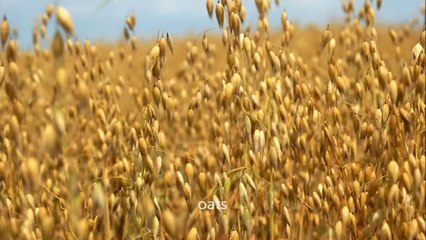 Dr Oz featured Oat Straw for More Energy
