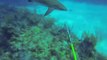 Divers Unexpectedly Attacked By Shark
