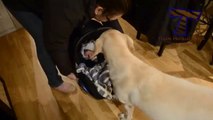 Animals meeting babies for the first time : cute dogs and cats compilation!