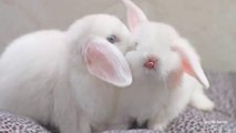 The Cutest bunnies : TOP 20!