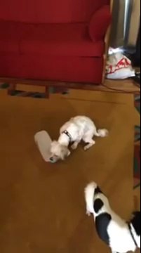 Clever Dog Drinks From a Milk Carton