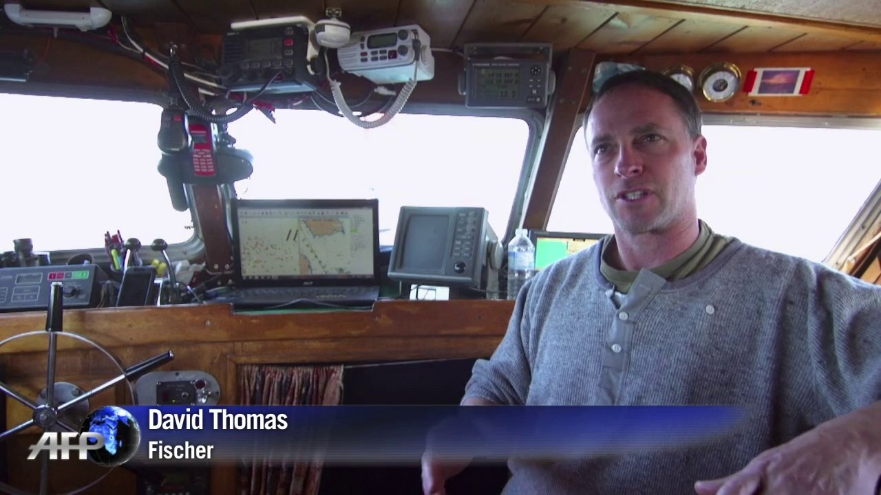 "penismuscheln" als potenzmittel in asien begehrt