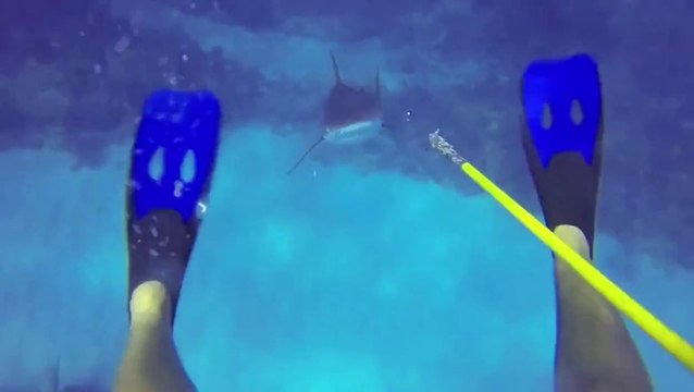 Attaqué par un requin, un plongeur continue à filmer