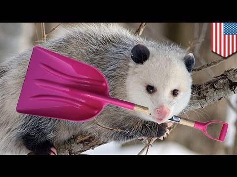 VIDEO: Detroit man evicts possum with a shovel, angers animal rights activists
