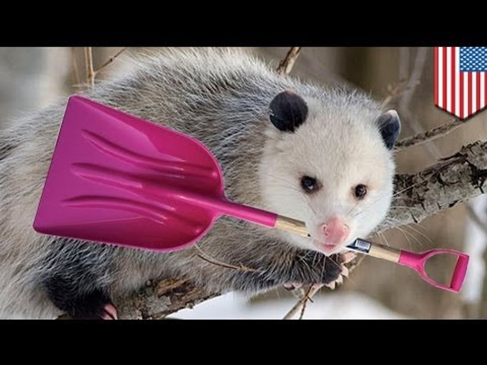 VIDEO: Detroit man evicts possum with a shovel, angers animal rights activists