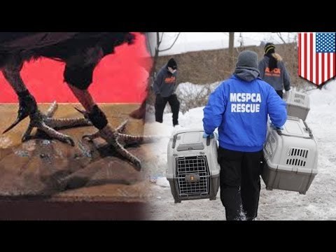 3,000+ roosters rescued in New York cockfighting bust