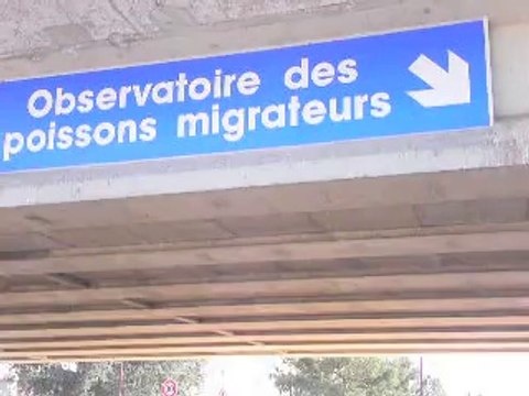 Observatoire des saumons dans l'Allier.