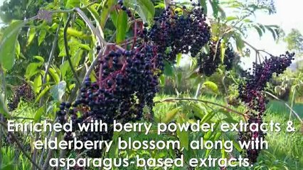 Four Most Popular Health Benefits Of Elderberry