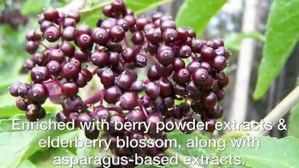 4 Best Popular Health Benefits Of Elderberry