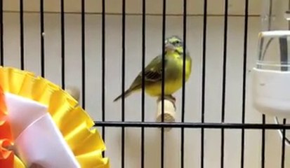 bast finch 2