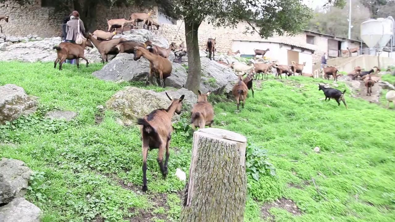 La chèvre de Monsieur Gabelier