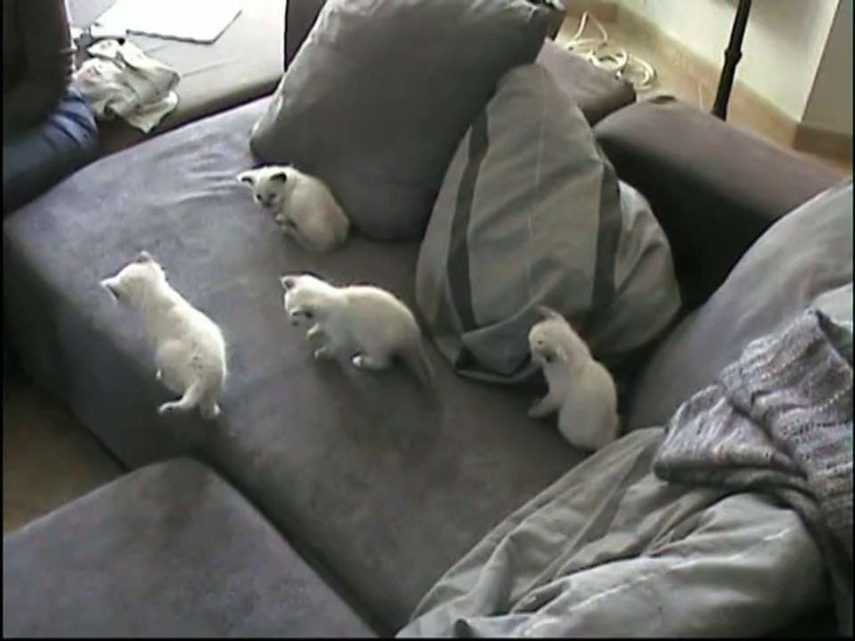 le chatons le 17 mars 2014
