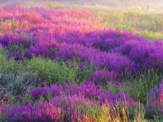 Terra incognita Luc Arbogast