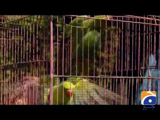 Hum Sab Umeed Say Hain-17 Mar 2014 (Farigh.com)