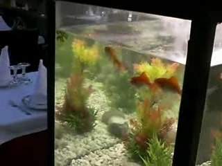 l'homme qui aimait les poissons.