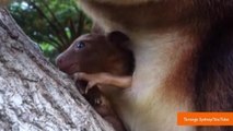 Zoo Has Naming Contest for Adorable Baby Kangaroo