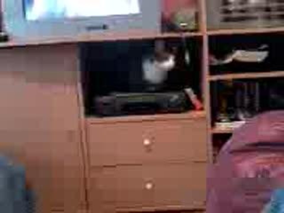 un chat qui se range