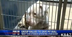 Online Support Launched To Save Pit Bull Who Bit Child