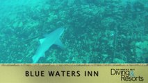 WBDR: Blue Waters Inn: Some of the Caribbean's best diving