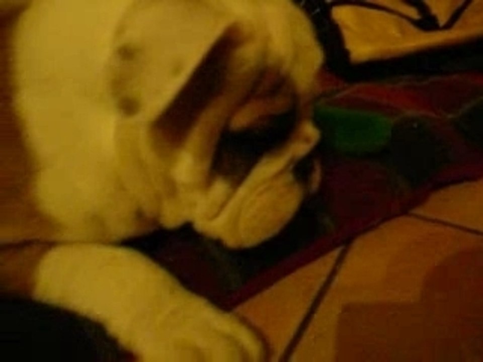 bartok joue avec ses jouets