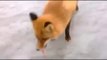 Hand Feeding A Fox While Ice Fishing Video