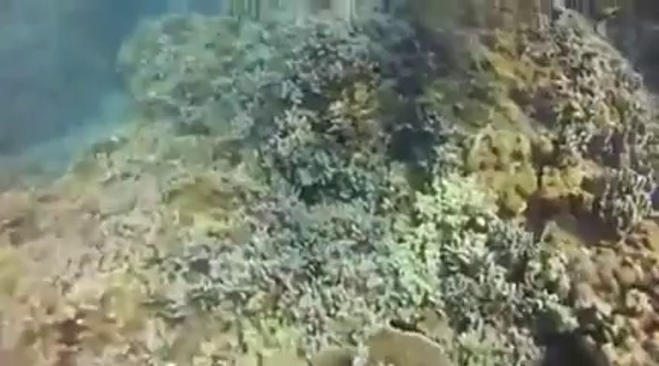 20120120-Turtle Town Lahaina.mp4[240P]