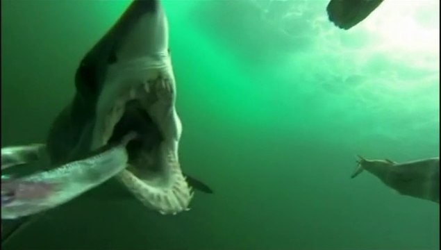 7JSP-TV5M-14 07 Australie la chasse aux requin est ouverte