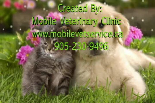 Mobile Vet Service - Home Visiting Vet Emergency Vet Toronto