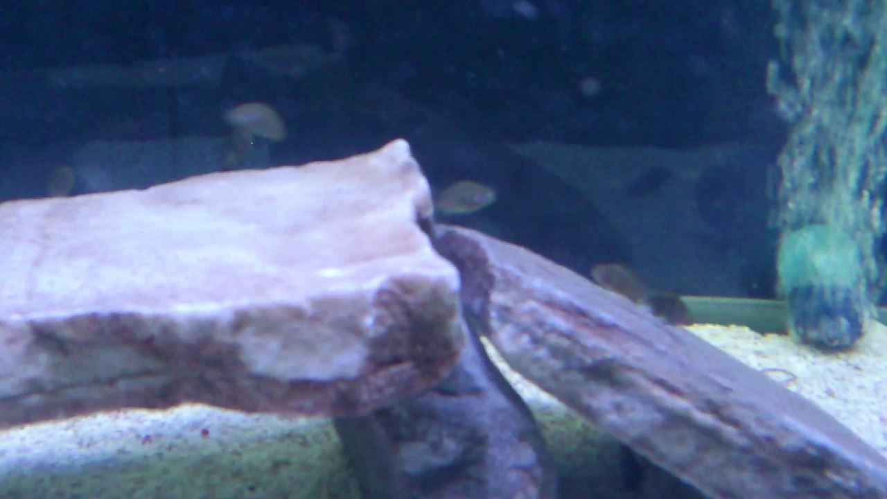 F0 İkola Kaiser Yavrularım