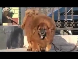 World's biggest and dangerous dog ever - Pakistanz TV