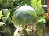 Add-A-Sphere Fish Bowl Allows Pond Fish To Swim Above Water’s Surface