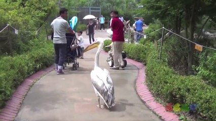 Un pélican roi du Zoo... Il attaque les visiteurs!