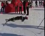 Un skieur finit la course à quatre pattes.. Classe !!