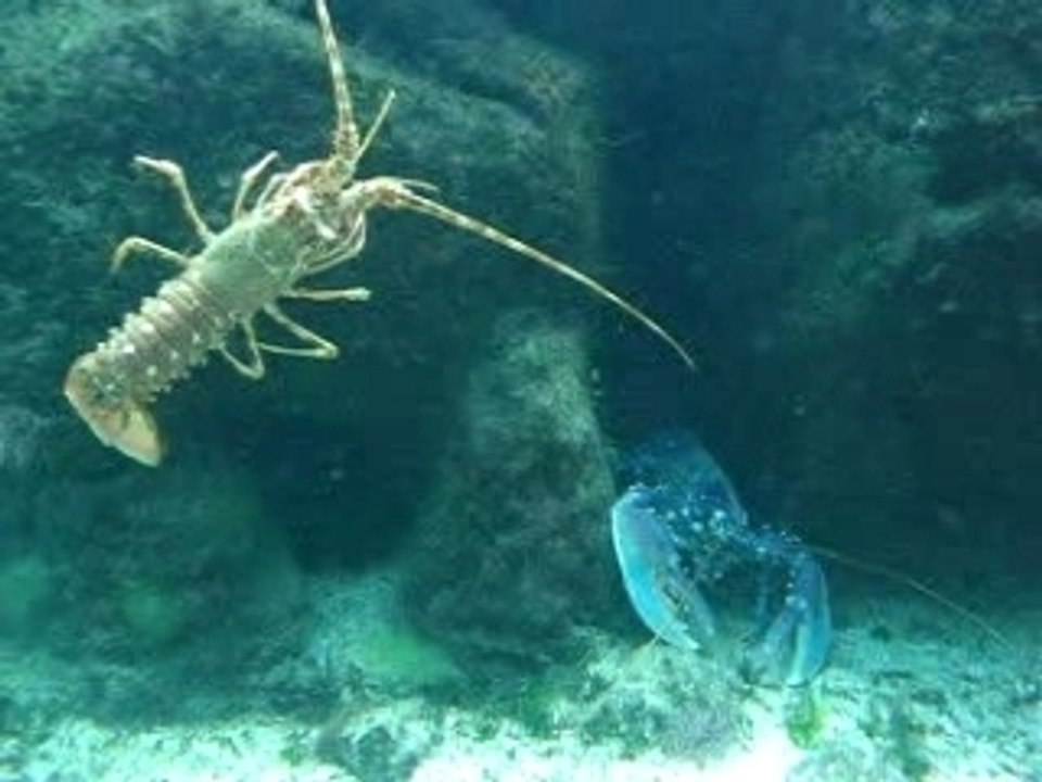 homard et langouste