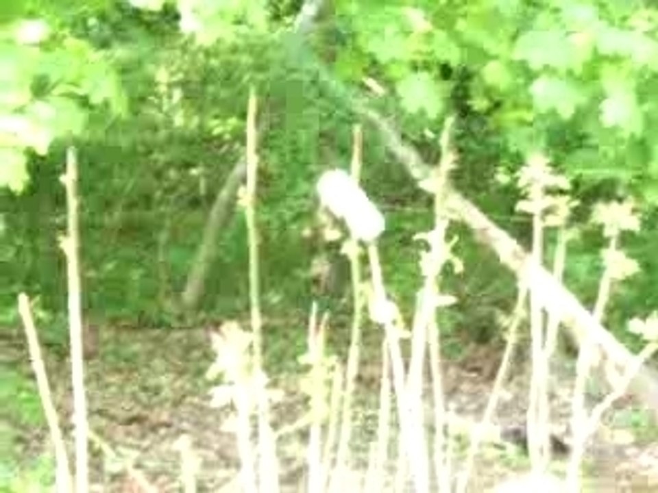 LA COYOTE-TEAM ET UNE PAUVRE CANNETTE