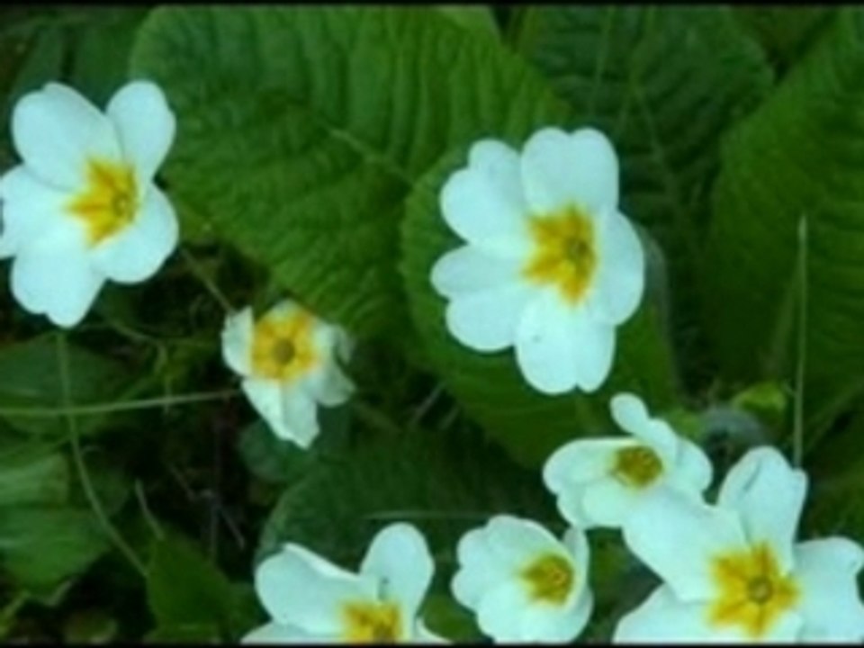 Natura Aeterna