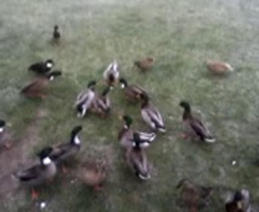 canard qui se promene