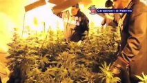 Palermo - I Carabinieri scoprono piantagione di marijuana nell'edificio storico (17.03.14)