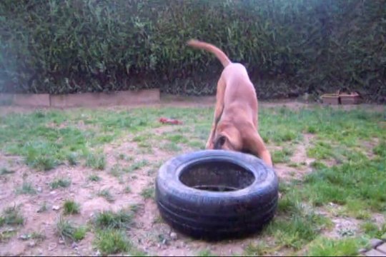 Iowa du Ranch de la Rivière Espérance à 9 mois à l'élevage des Steppes Perdues, 2014-03-17