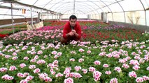 Irán - 1. Nowruz 2. Industria de Flores 3. Joyería y Piedras Preciosas 4. Aspectos de Irán: Fuentes de Badab