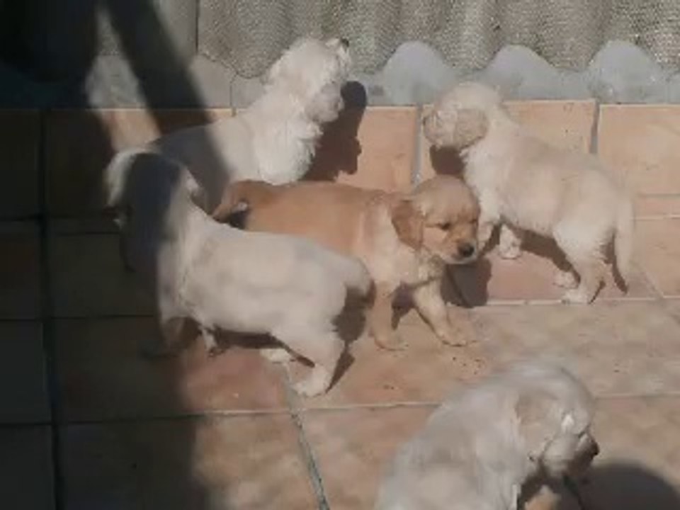 Femelle foncé falkya