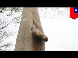 Weird Tree: "Cocky" penis-shaped tree found in Taiwan