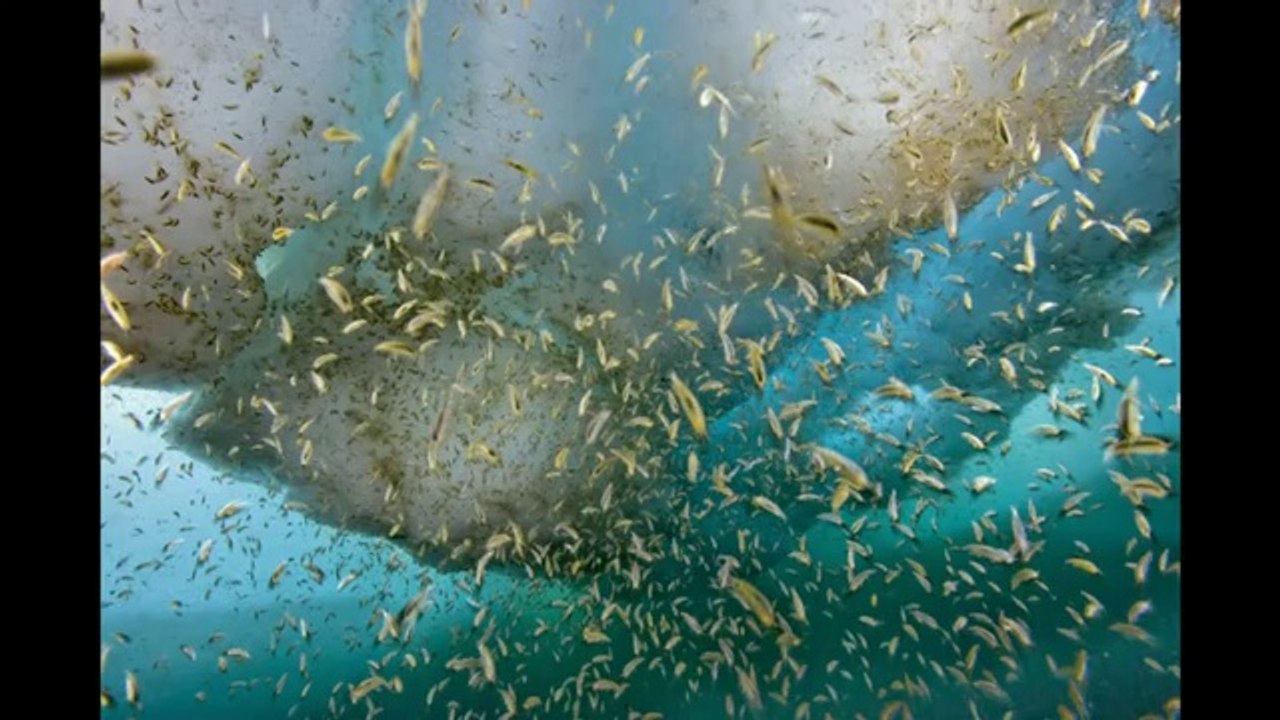 Paul Nicklen_ Tales of ice-bound wonderlands