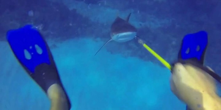 Vidéo choc : un plongeur se fait attaquer par un requin !