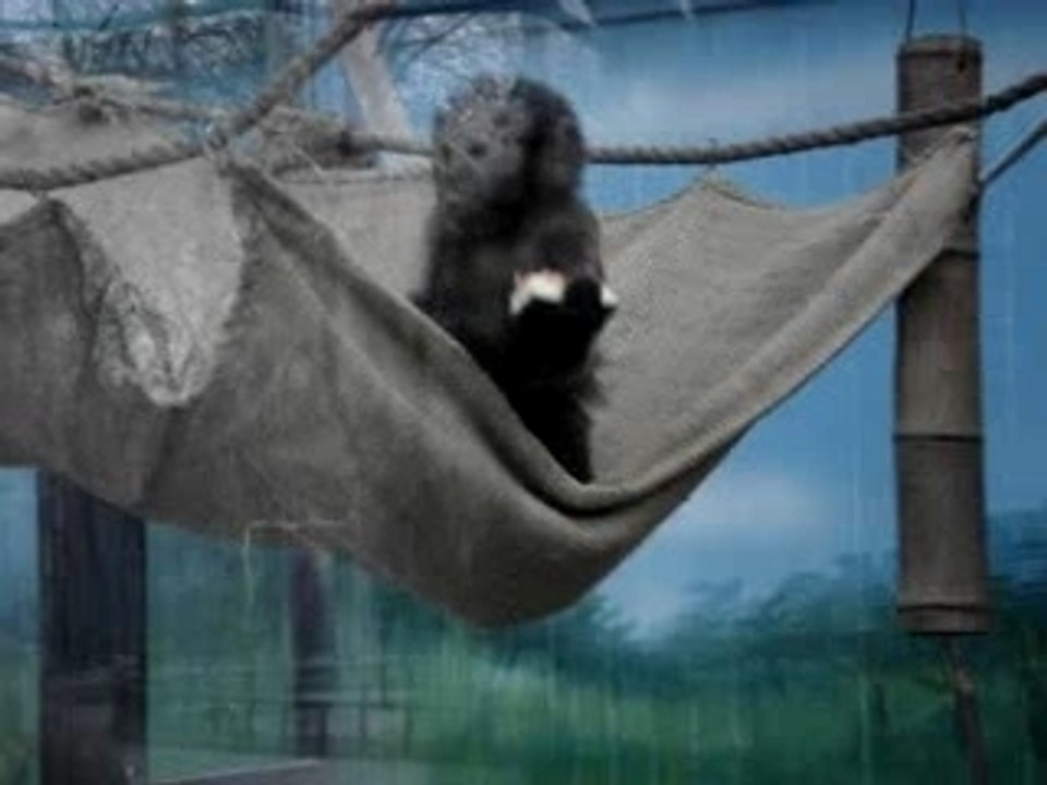 les singes du zoo de Pékin